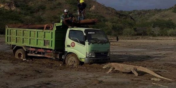 Foto seekor komodo yang tengah berhadapan dengan sebuah truk viral di media sosial (Dok. Istimewa)