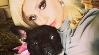 Lady Gaga bersama anjing bulldog Prancis miliknya (Foto: BBC/Instagram)