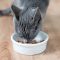 5 Cara Memilih Makanan Basah (Wet Food) Untuk Kucing