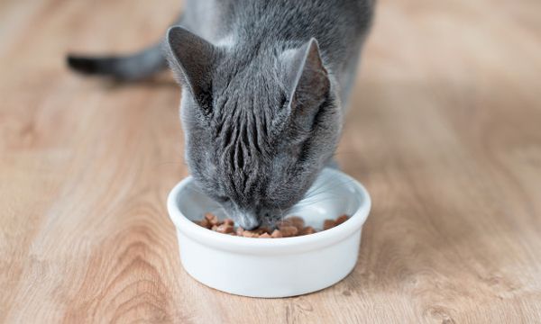 5 Cara Memilih Makanan Basah (Wet Food) Untuk Kucing